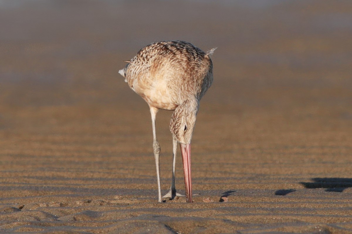 Marbled Godwit - Gary Jarvis