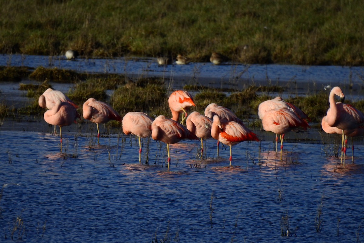 Chilean Flamingo - Cristina Ríos