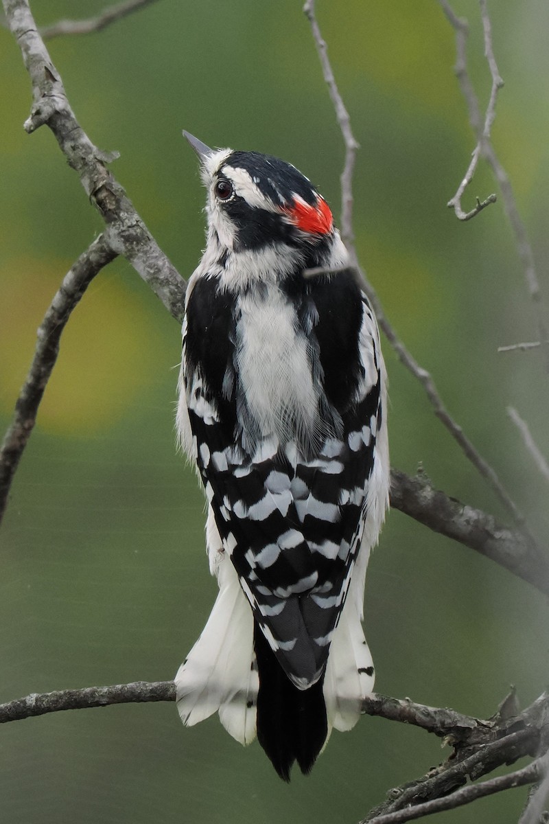 Downy Woodpecker - ML608708282