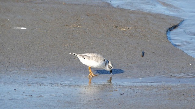 Piping Plover - ML608708327
