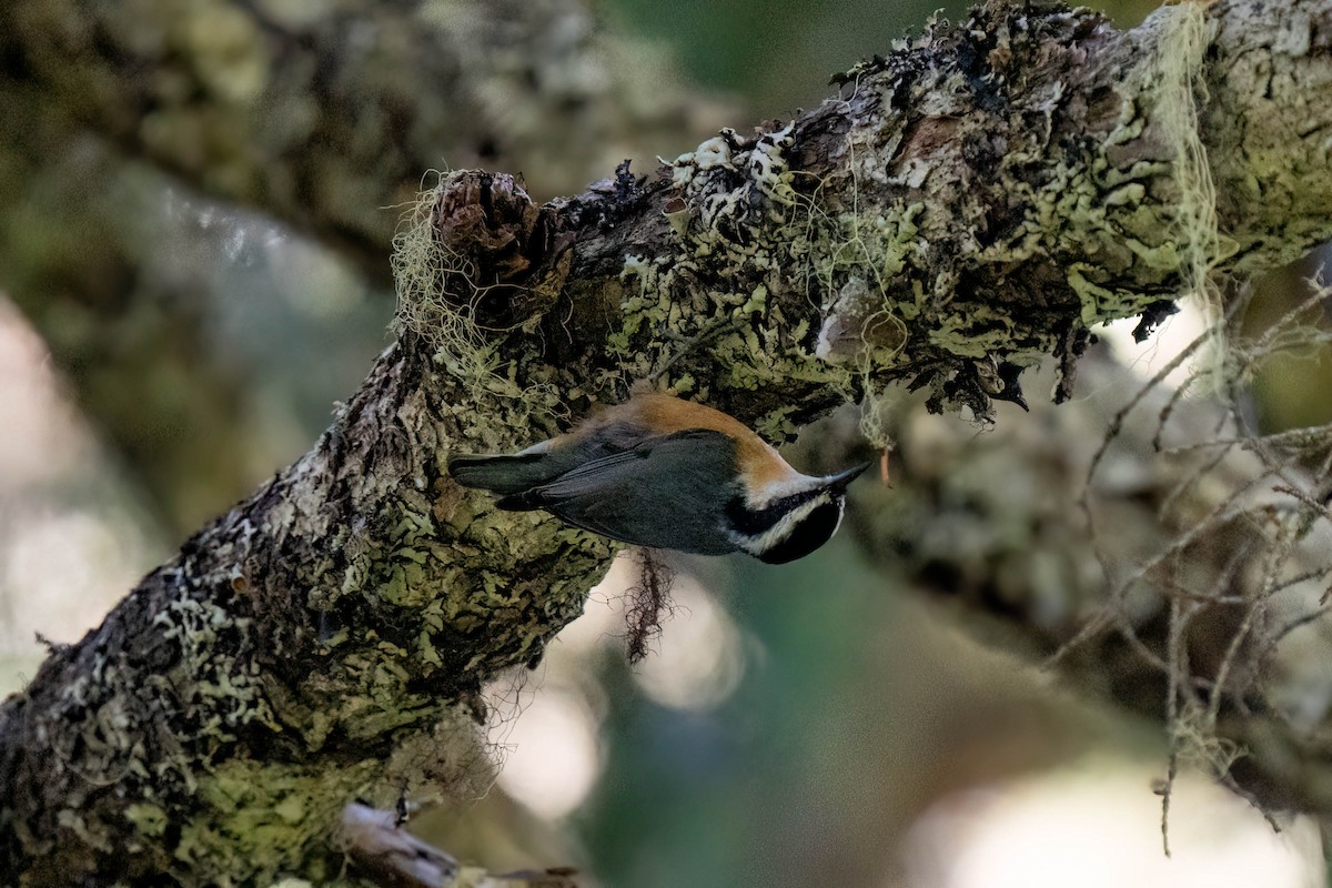 Red-breasted Nuthatch - ML608708337