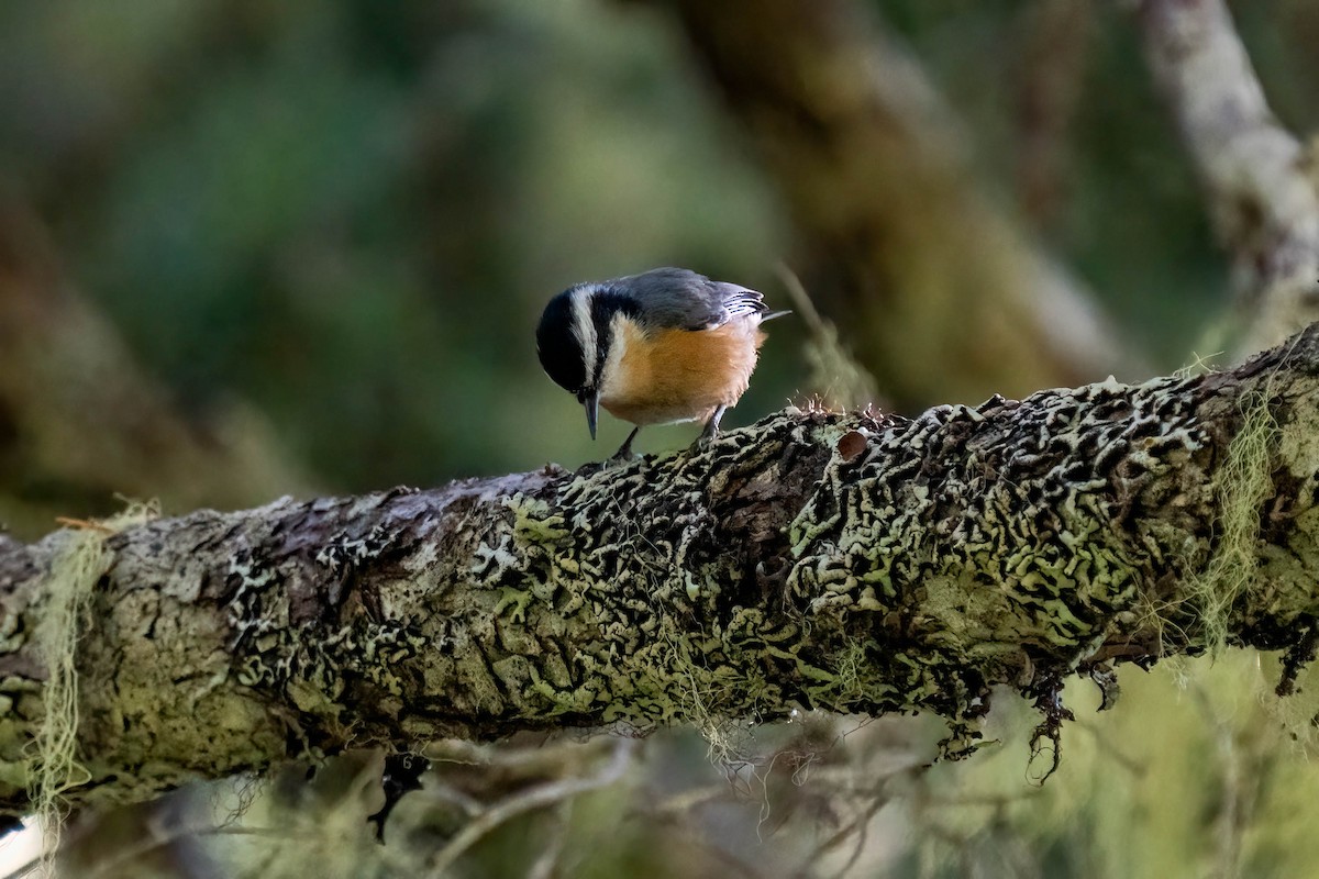 Red-breasted Nuthatch - ML608708340