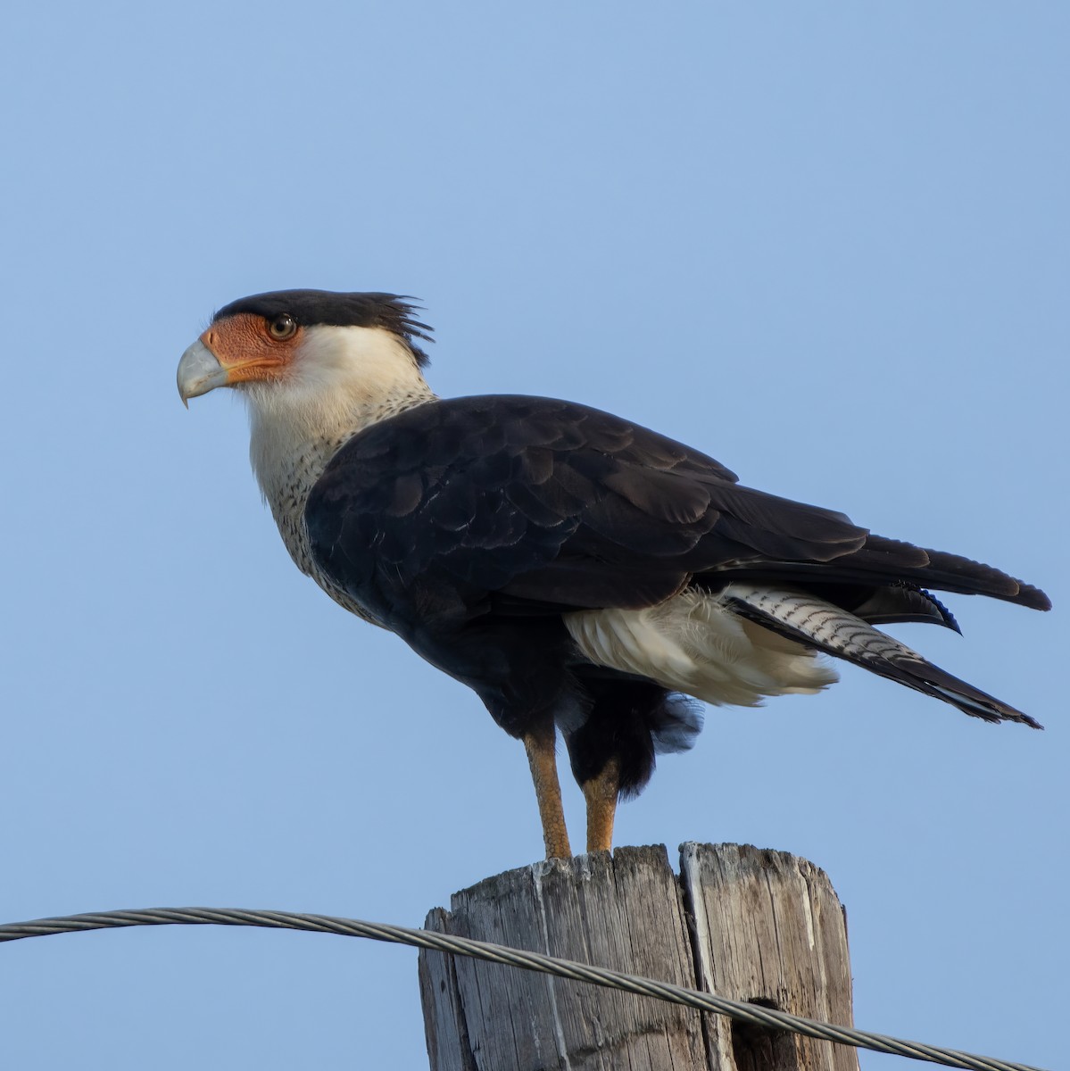 eBird Checklist - 10 Sep 2023 - Orange Grove Naval Auxiliary Field ...