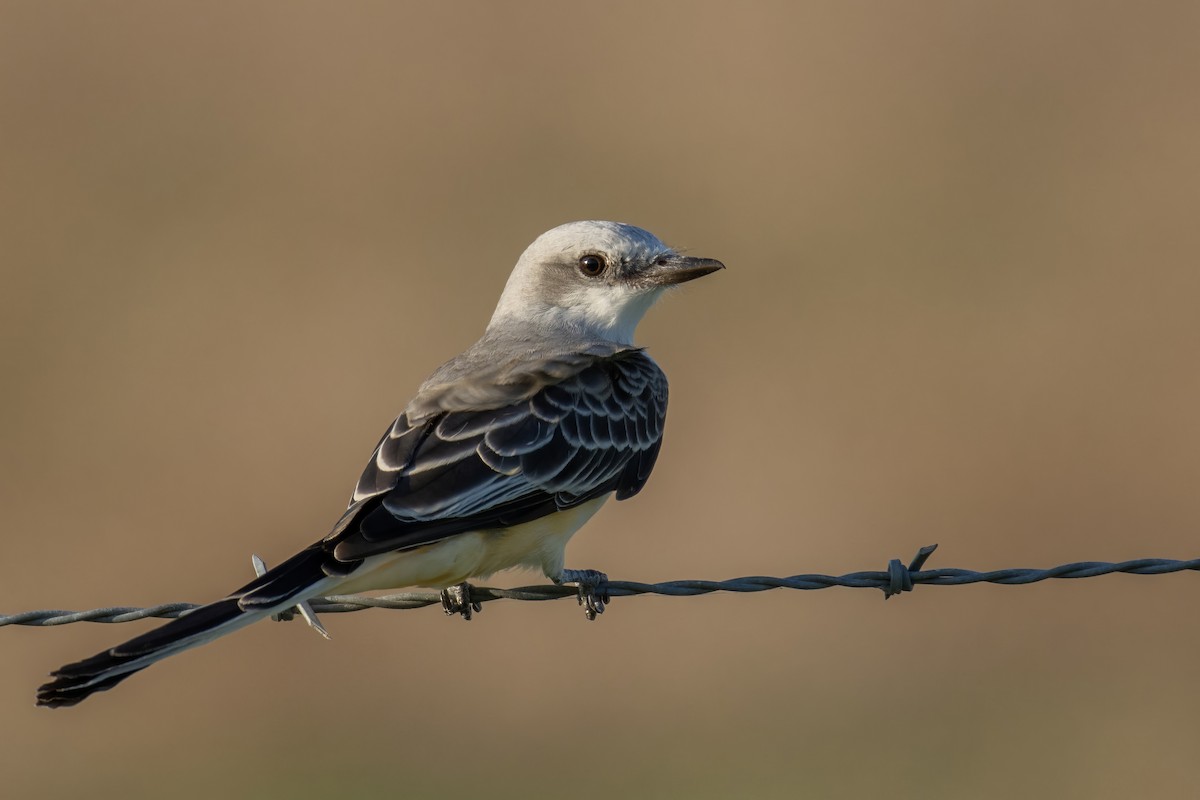 Scissor-tailed Flycatcher - ML608708607