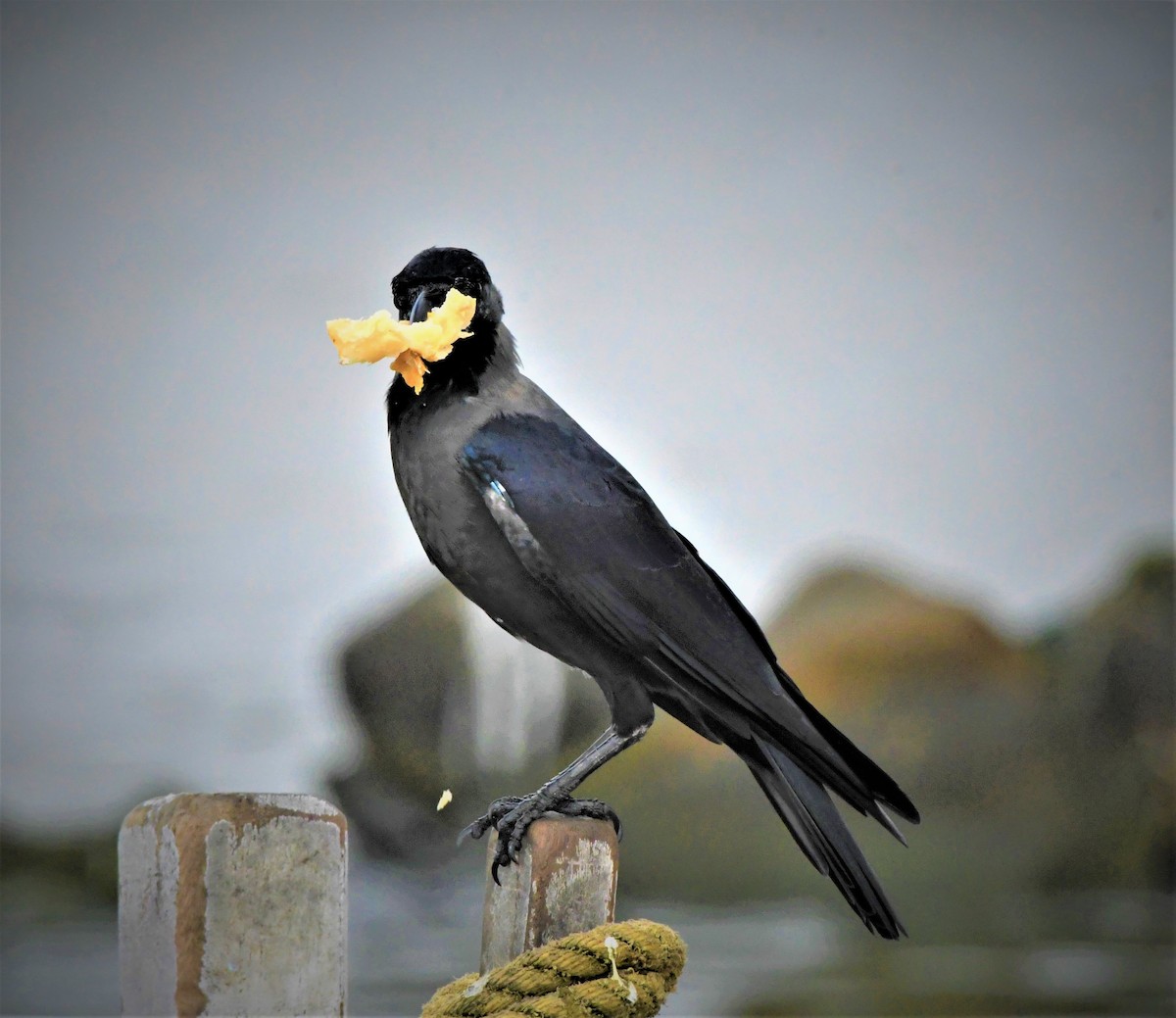 House Crow - ML608708970