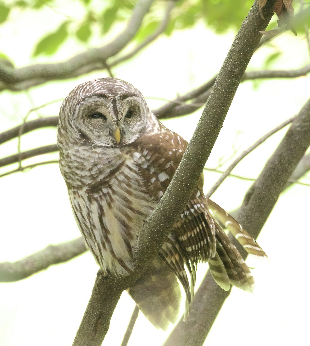 Barred Owl - ML608709084
