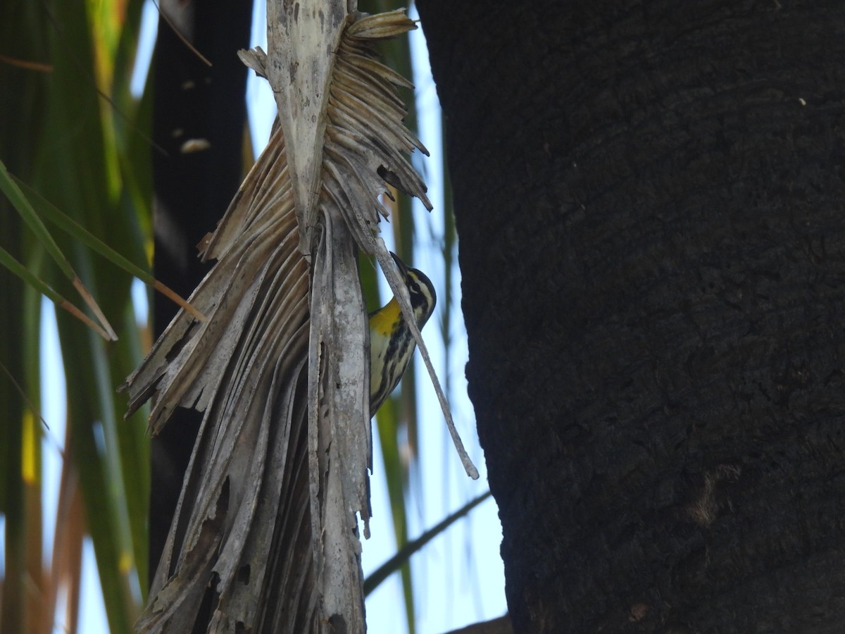 Yellow-throated Warbler - ML608709200