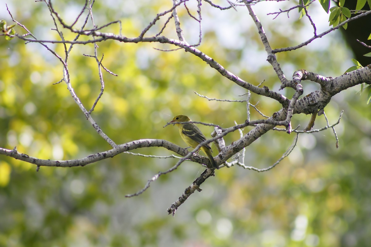 Western Tanager - ML608709397