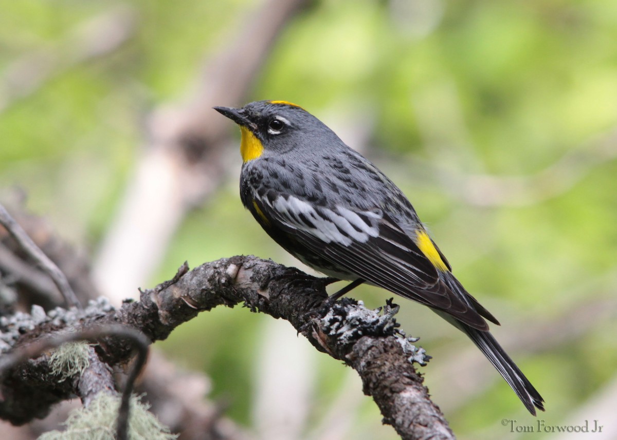 Yellow-rumped Warbler (Audubon's) - Tom Forwood JR