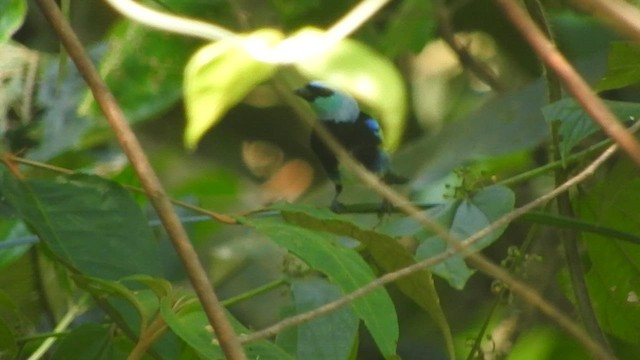 Masked Tanager - ML608710672