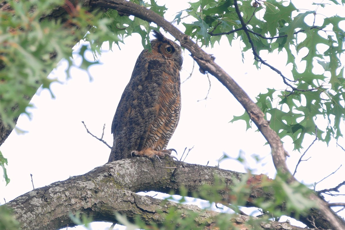 Great Horned Owl - ML608710772