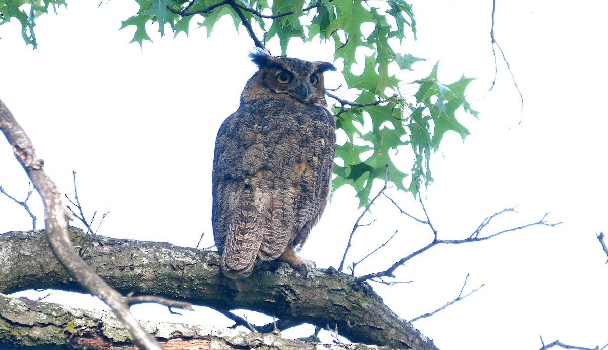 Great Horned Owl - ML608710773