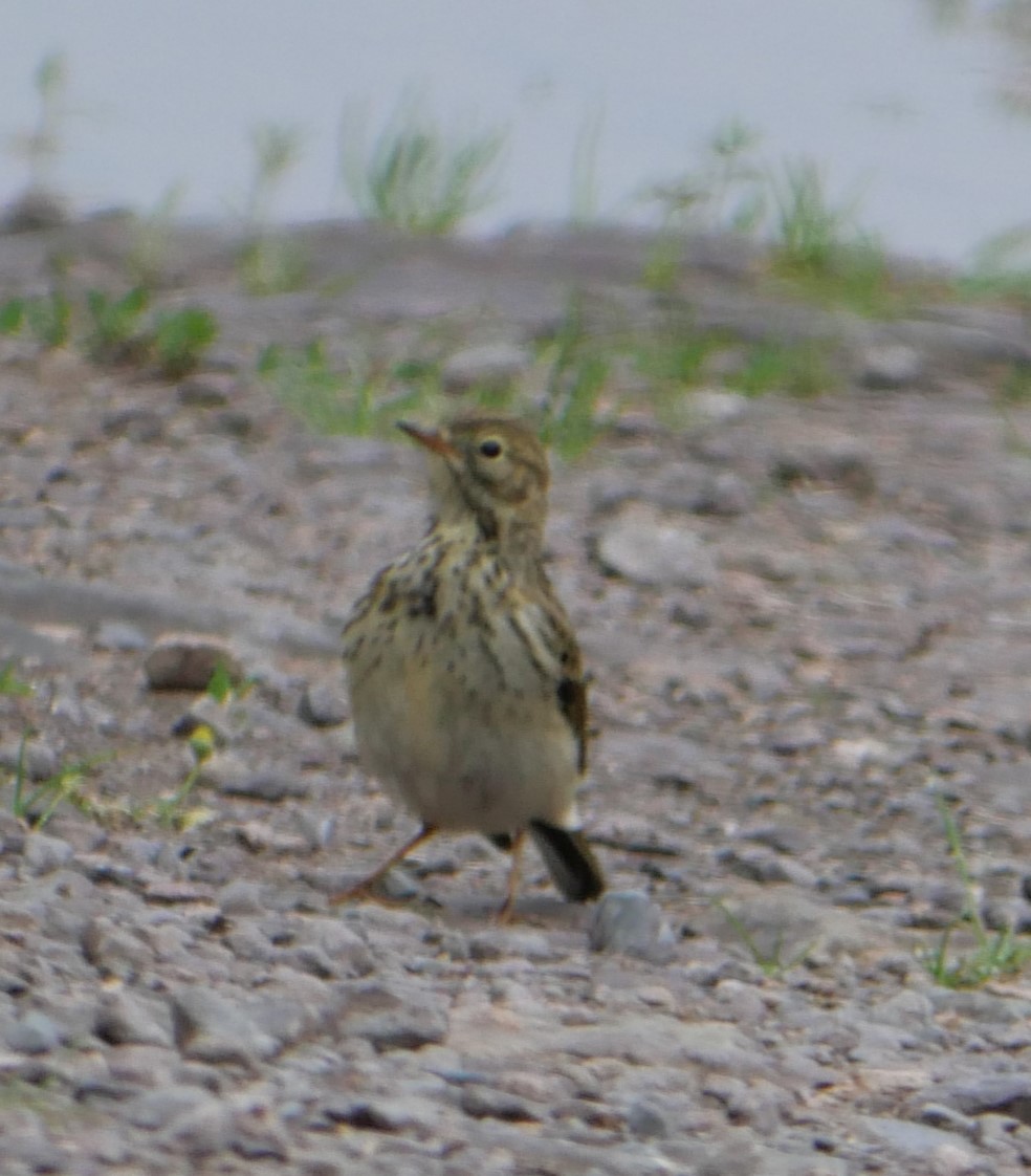 Meadow Pipit - ML608710856