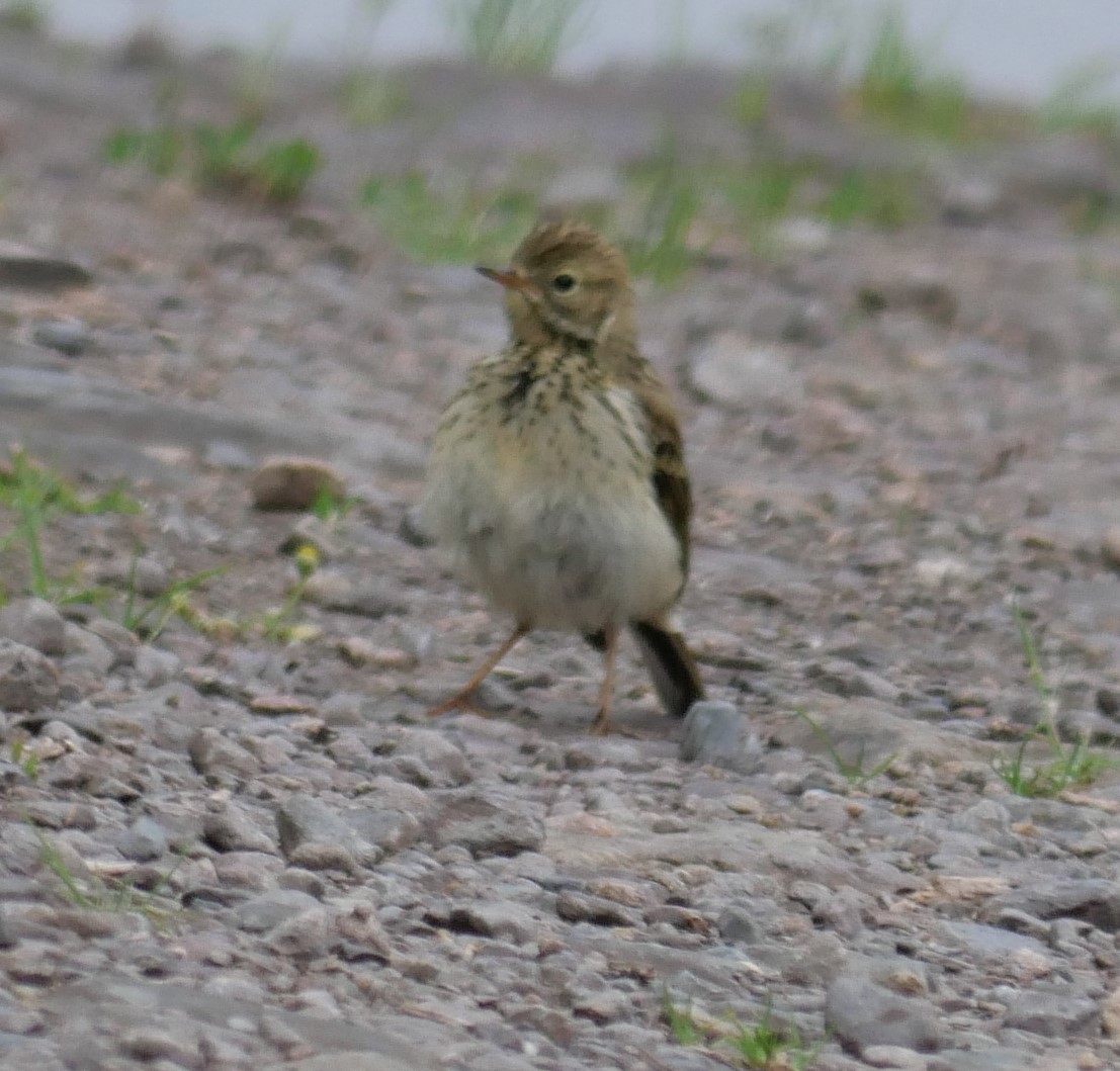 Meadow Pipit - ML608710857