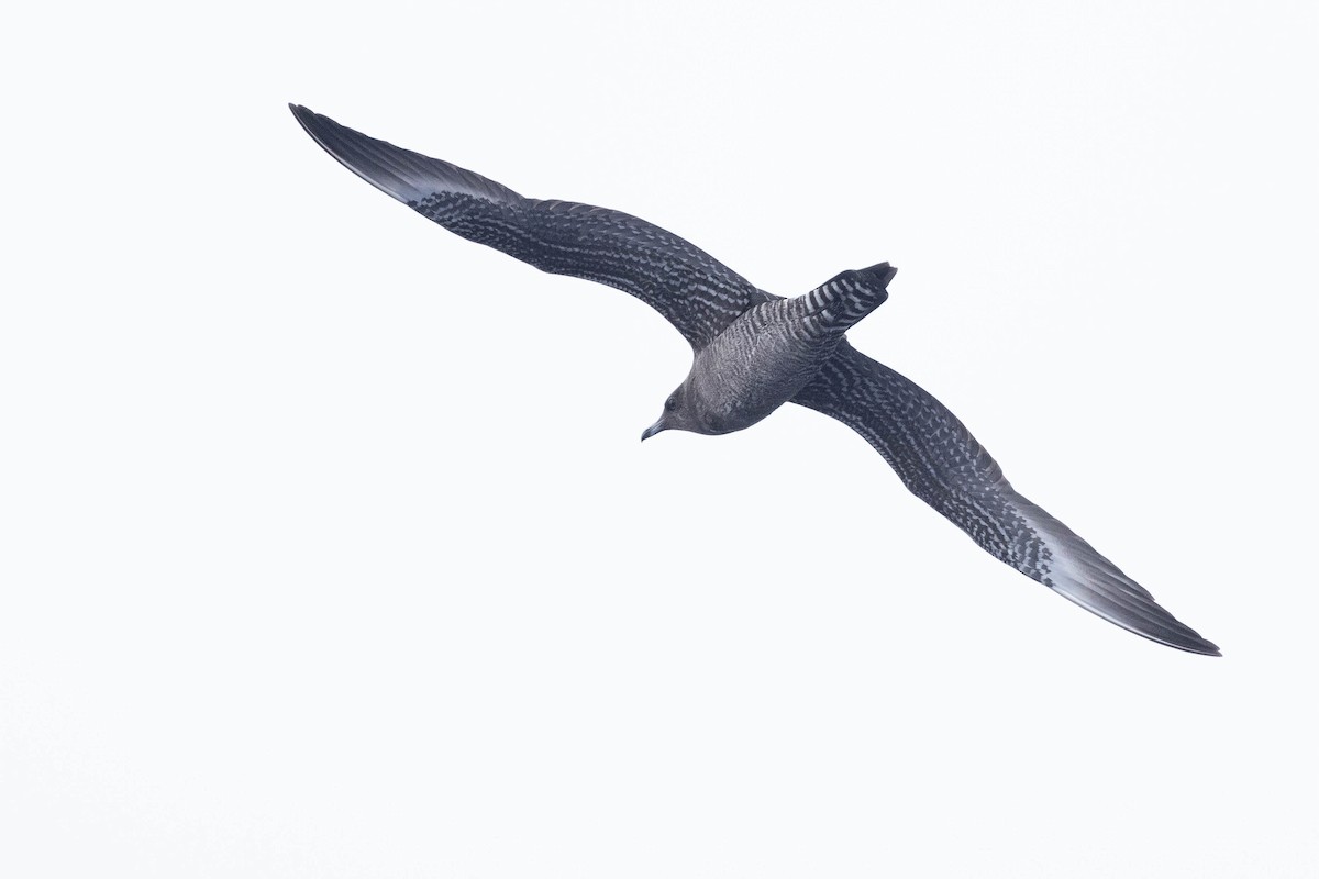 Long-tailed Jaeger - ML608711017