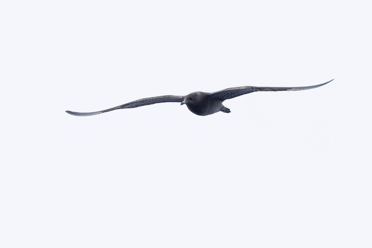 Long-tailed Jaeger - ML608711031