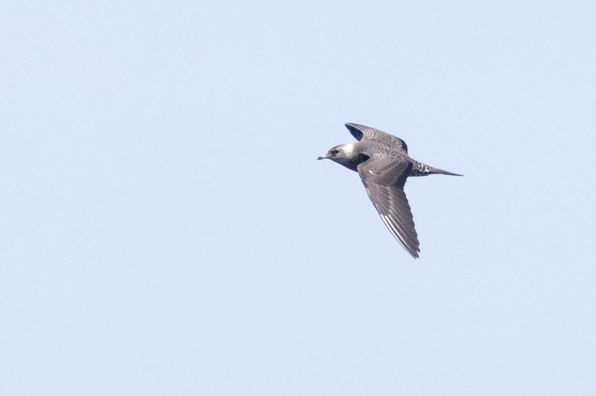 Long-tailed Jaeger - ML608711173