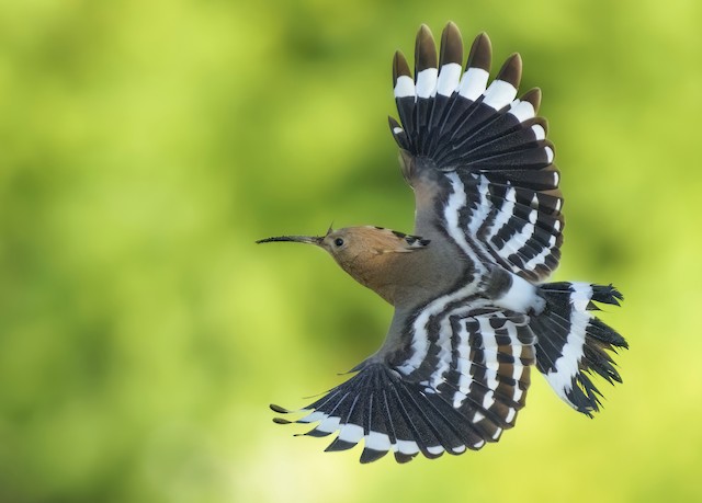 Adult in Flight. - Eurasian Hoopoe - 