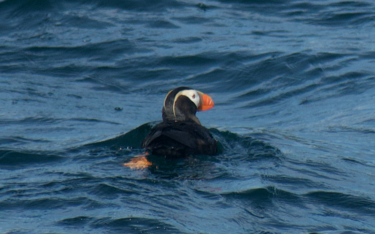 Tufted Puffin - ML608711478