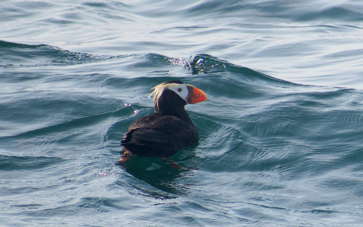 Tufted Puffin - ML608711480