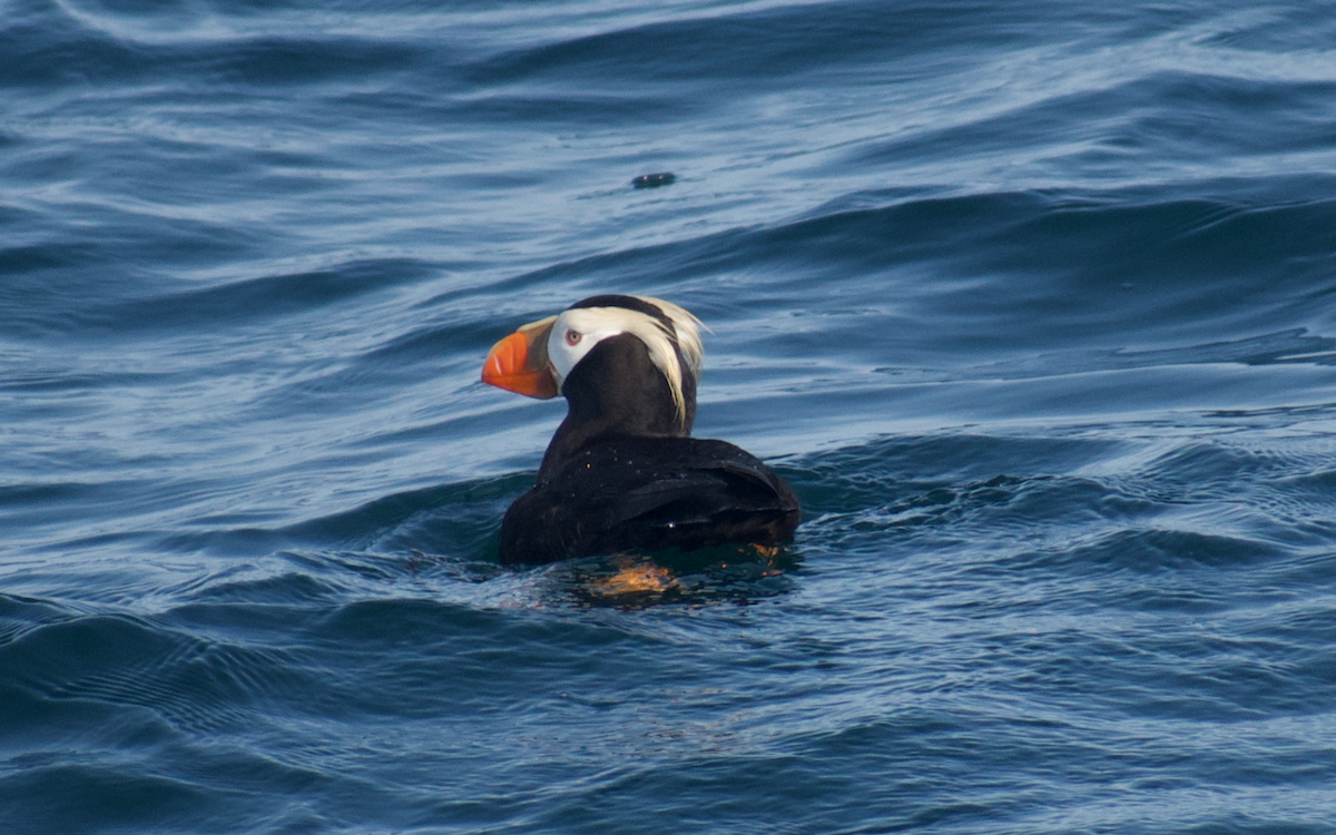 Tufted Puffin - ML608711481
