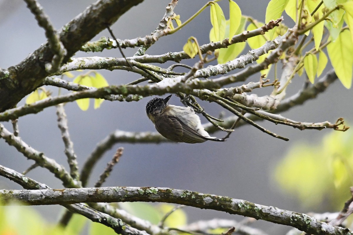 Olivaceous Piculet - ML608711713