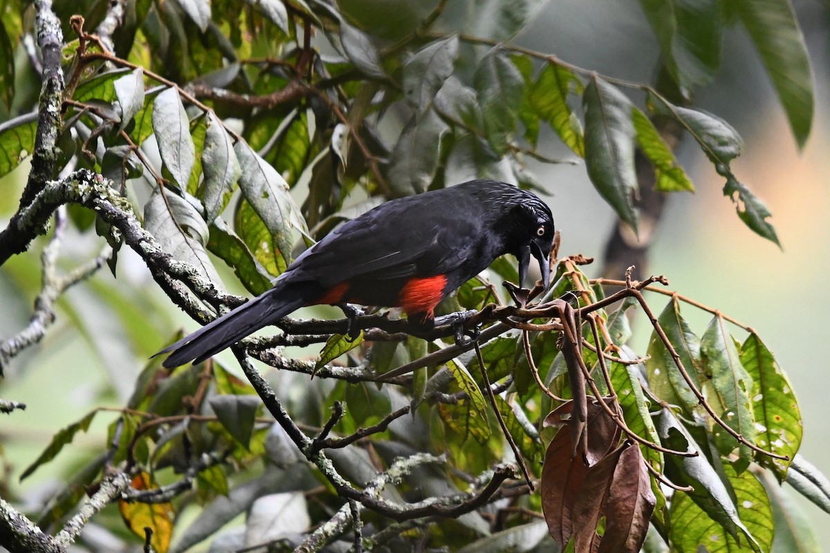 Red-bellied Grackle - Fernando Cediel Nacumero Birding