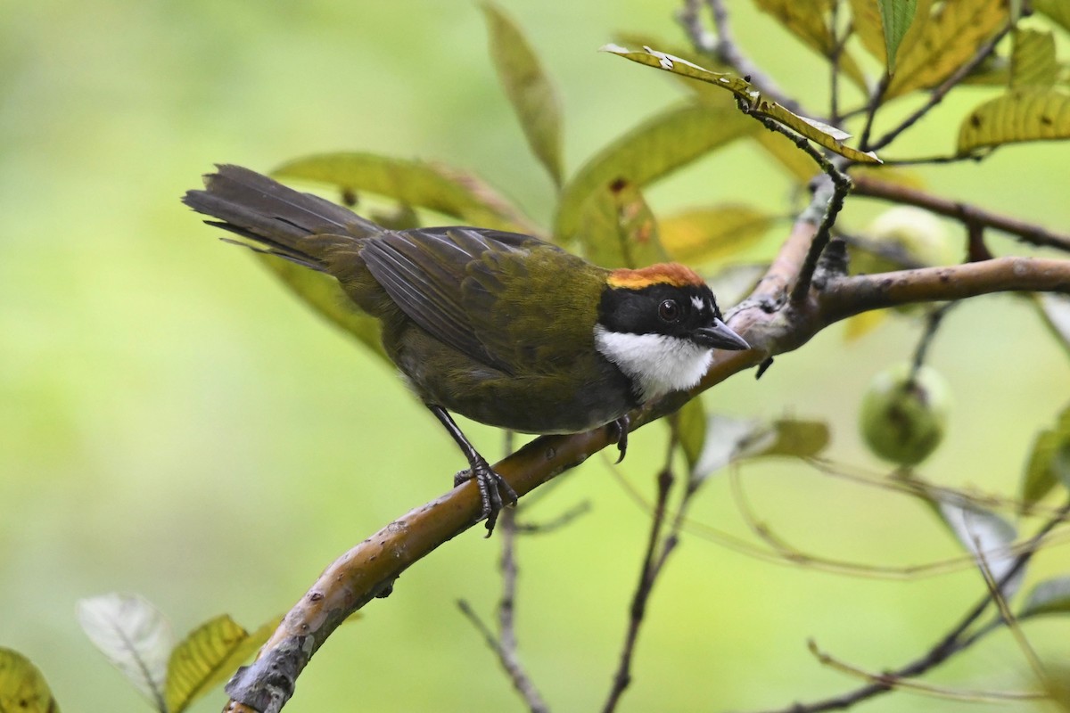 Chestnut-capped Brushfinch - Fernando Cediel Nacumero Birding