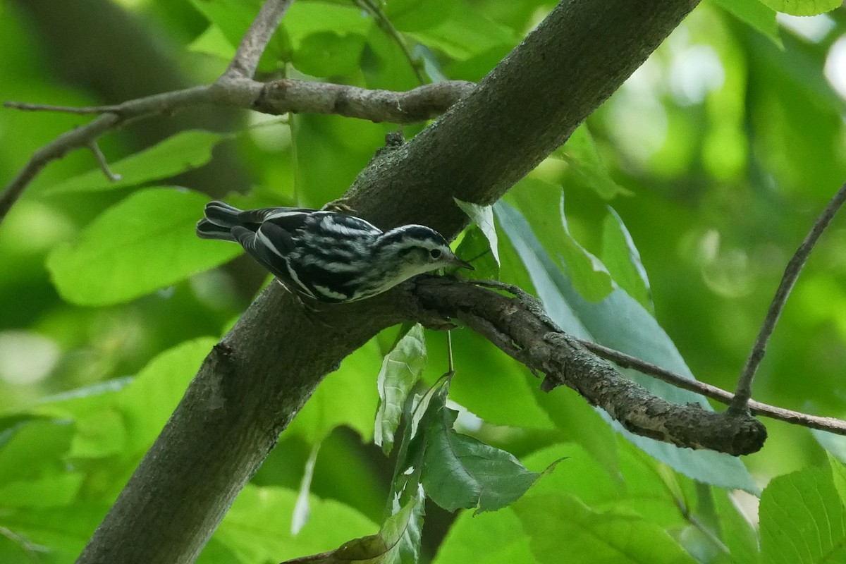 Black-and-white Warbler - ML608711792