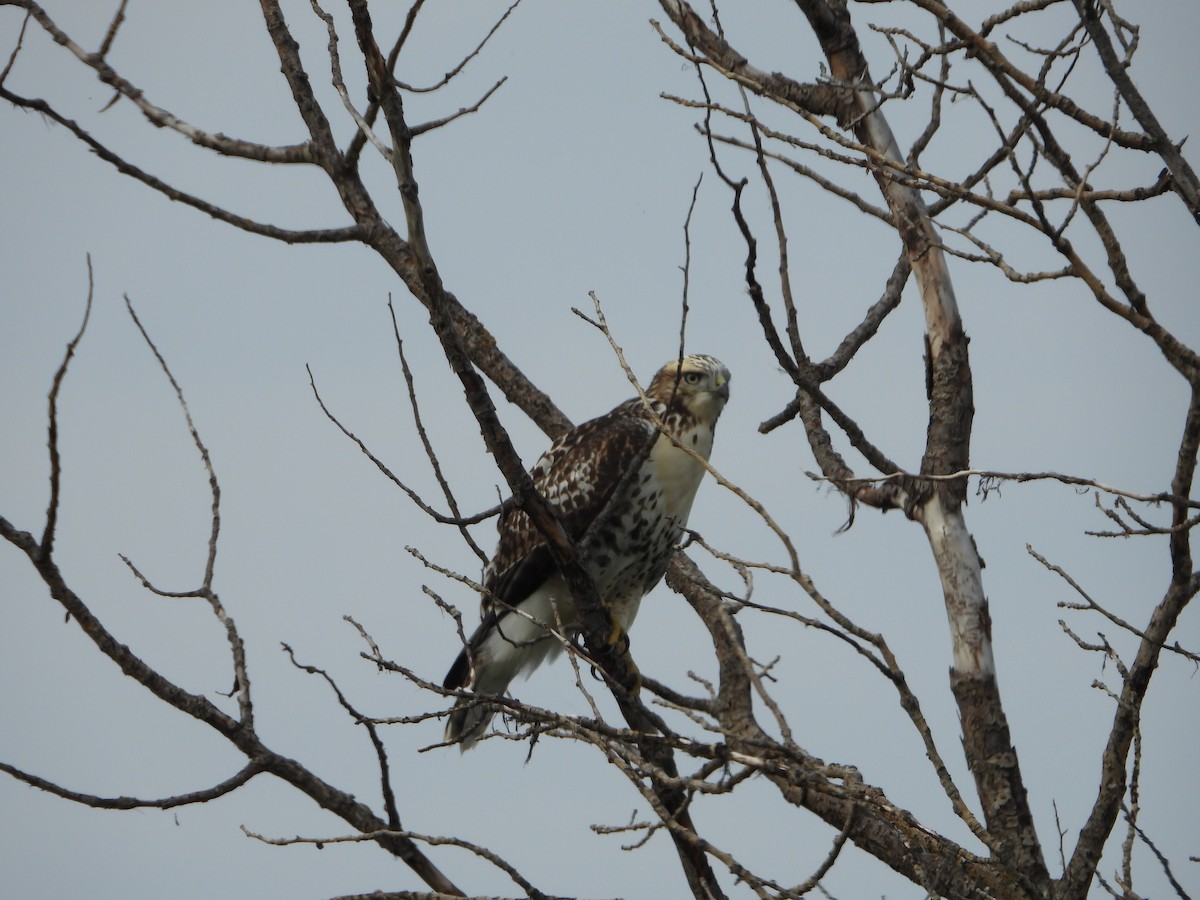 Red-tailed Hawk - ML608712362