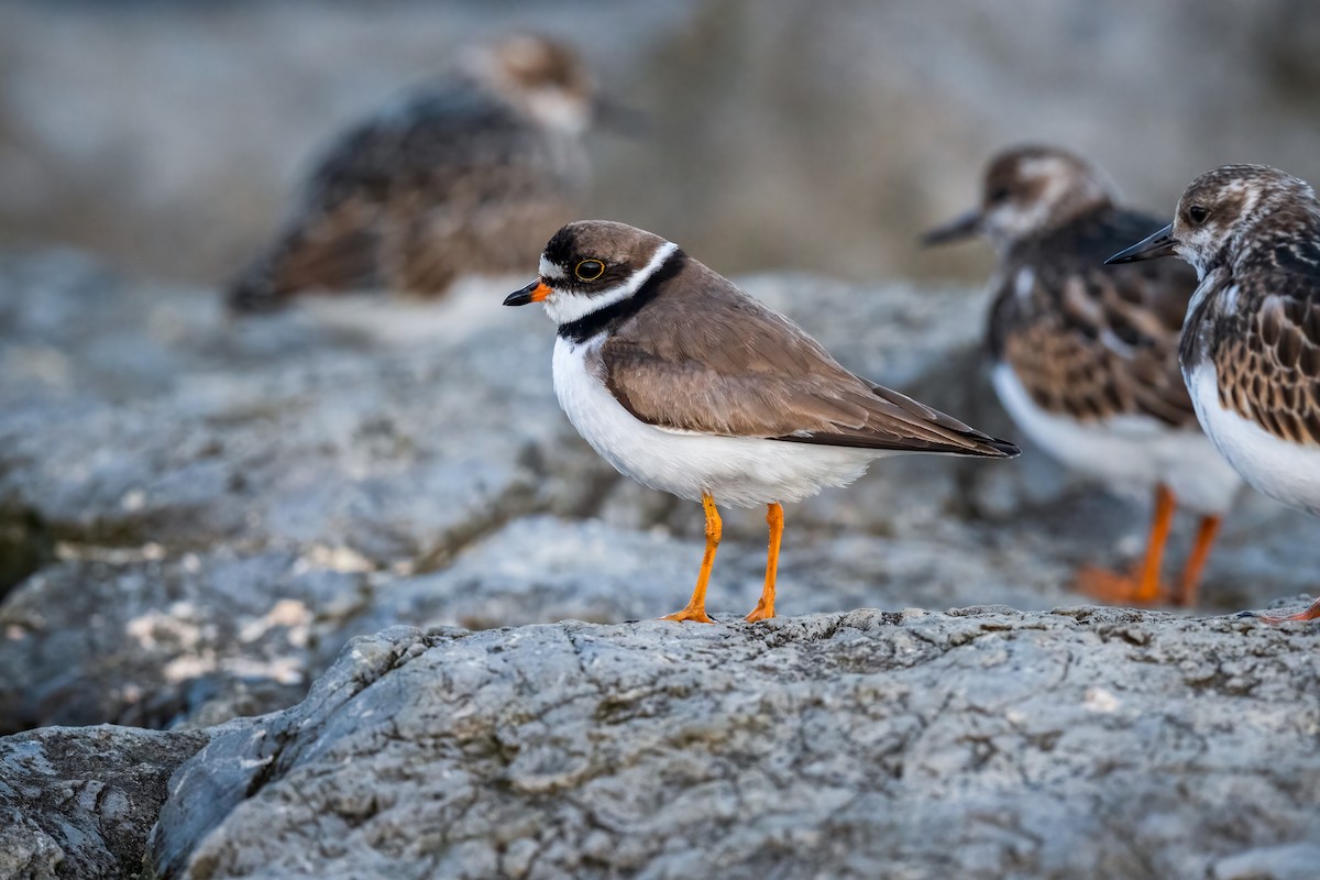 Semipalmated Plover - ML608712388