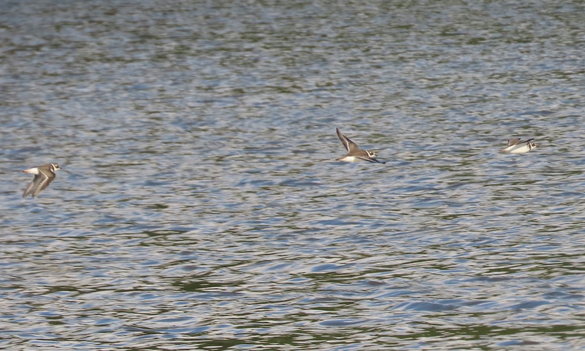 Semipalmated Plover - ML608712392