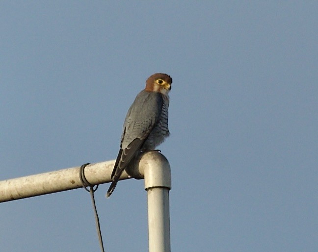 Red-necked Falcon - ML608712486