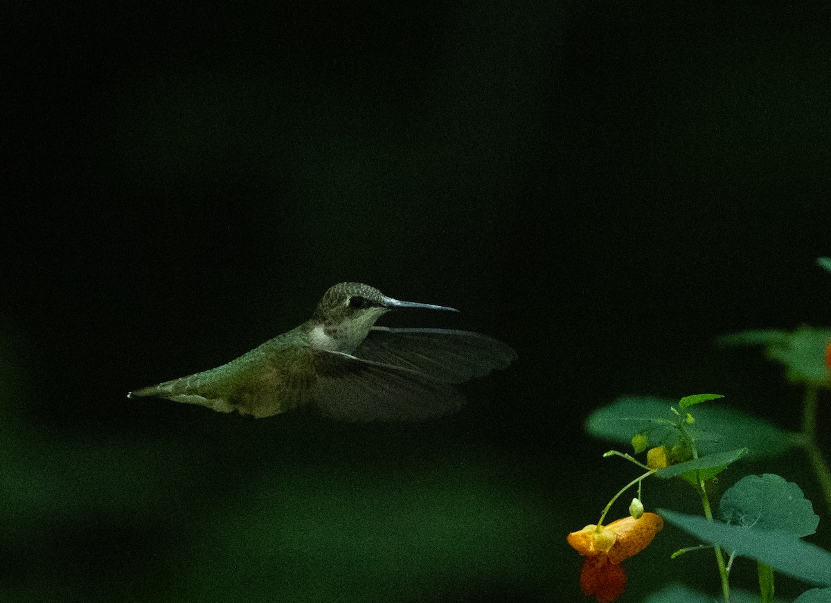 Ruby-throated Hummingbird - ML608712522