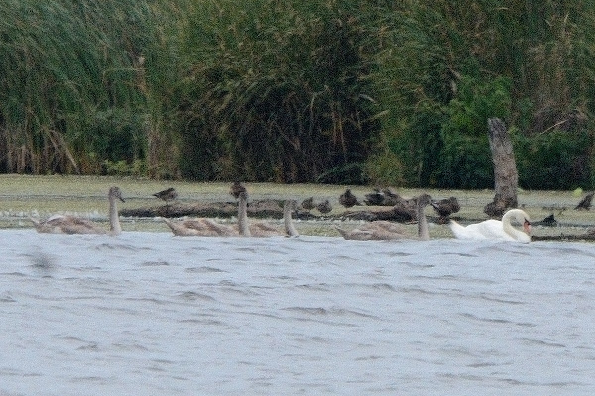 Ebird Checklist Sep Braddock Bay East Spit Species