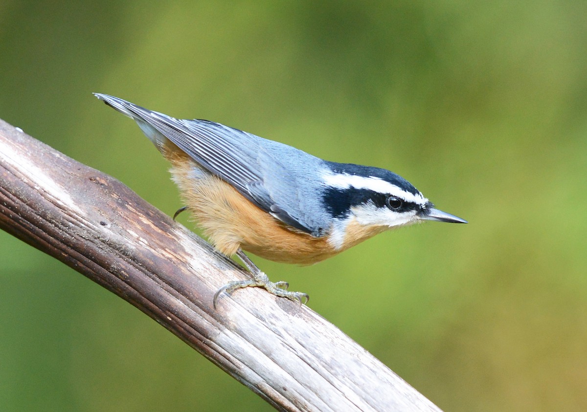 Red-breasted Nuthatch - ML608713130