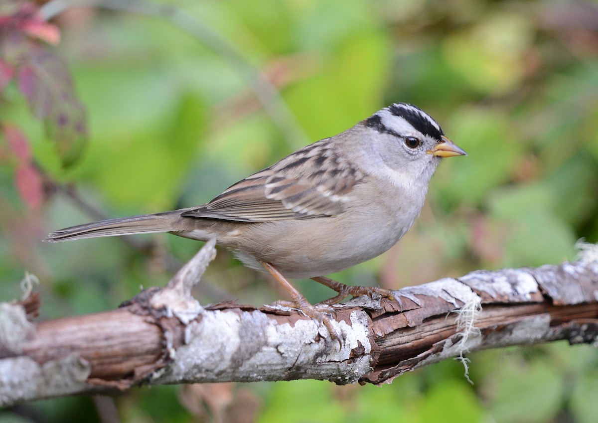 White-crowned Sparrow - ML608713146