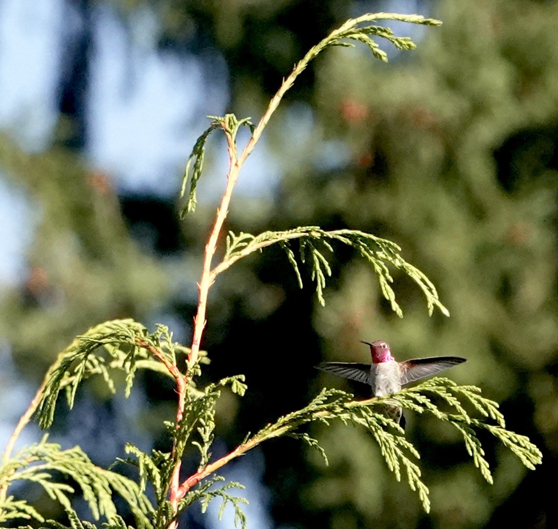 Anna's Hummingbird - ML608713417