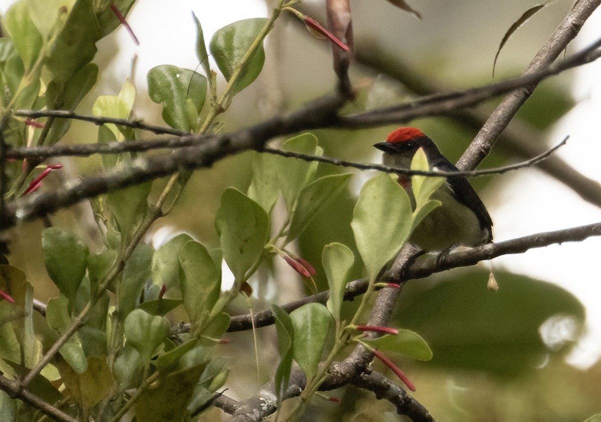 Red-capped Flowerpecker - ML608713607