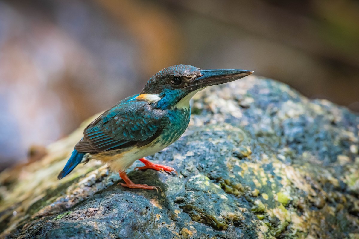 Malaysian Blue-banded Kingfisher - ML608714569