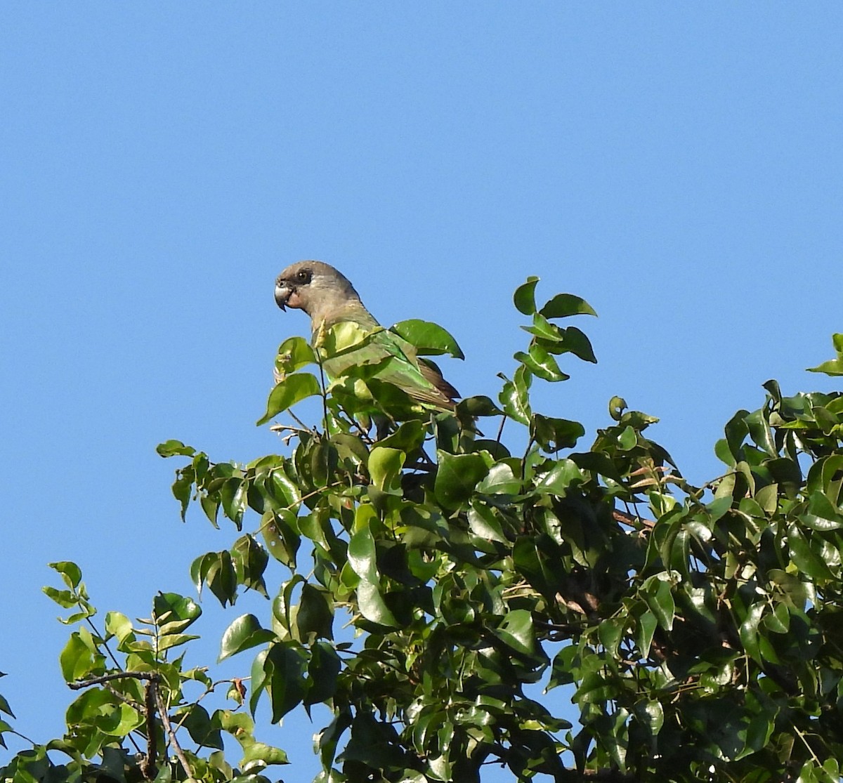 Brown-headed Parrot - Sahana M