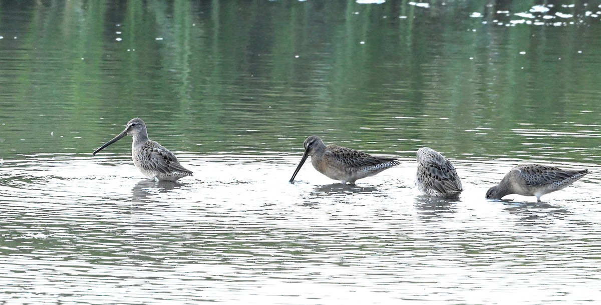 Long-billed Dowitcher - ML608715039