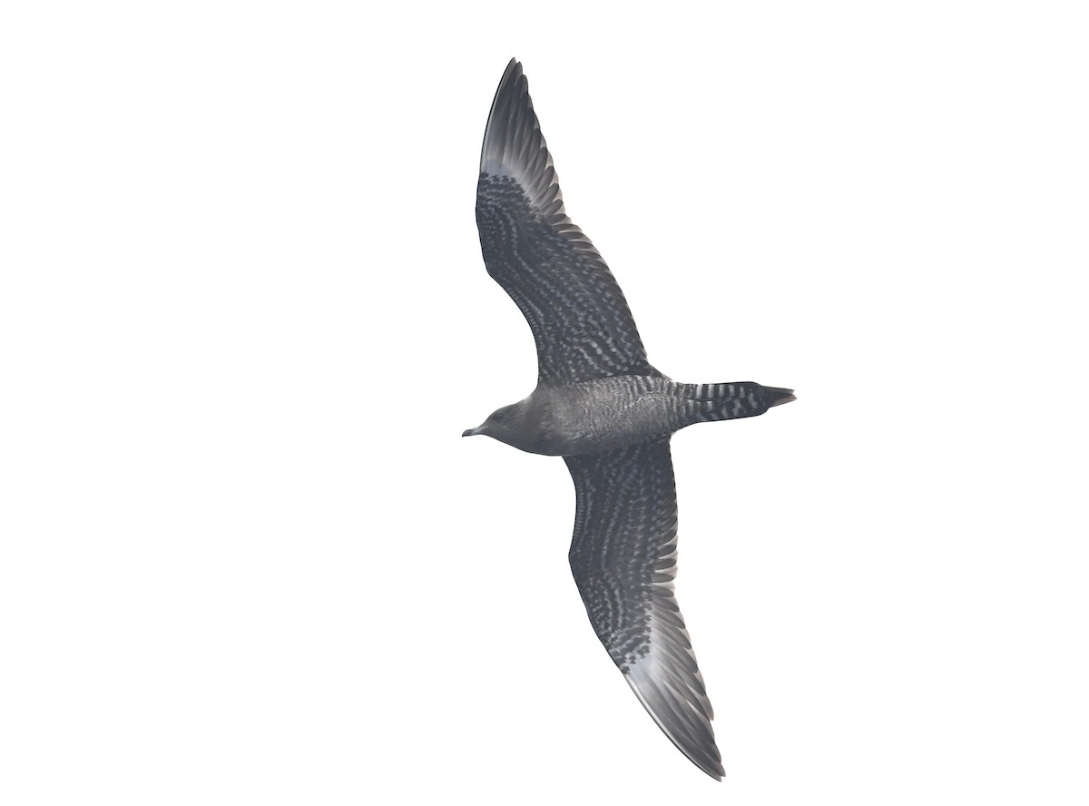 Long-tailed Jaeger - ML608715895