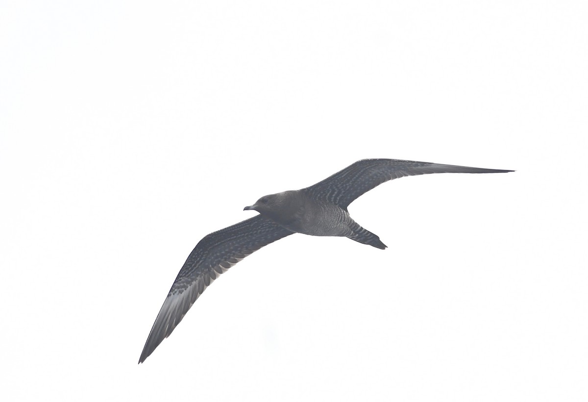 Long-tailed Jaeger - ML608715948