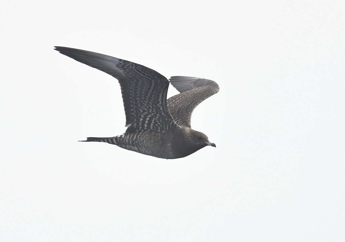 Long-tailed Jaeger - ML608715986