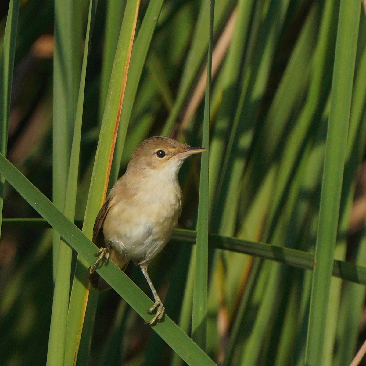 Common Reed Warbler - ML608716007