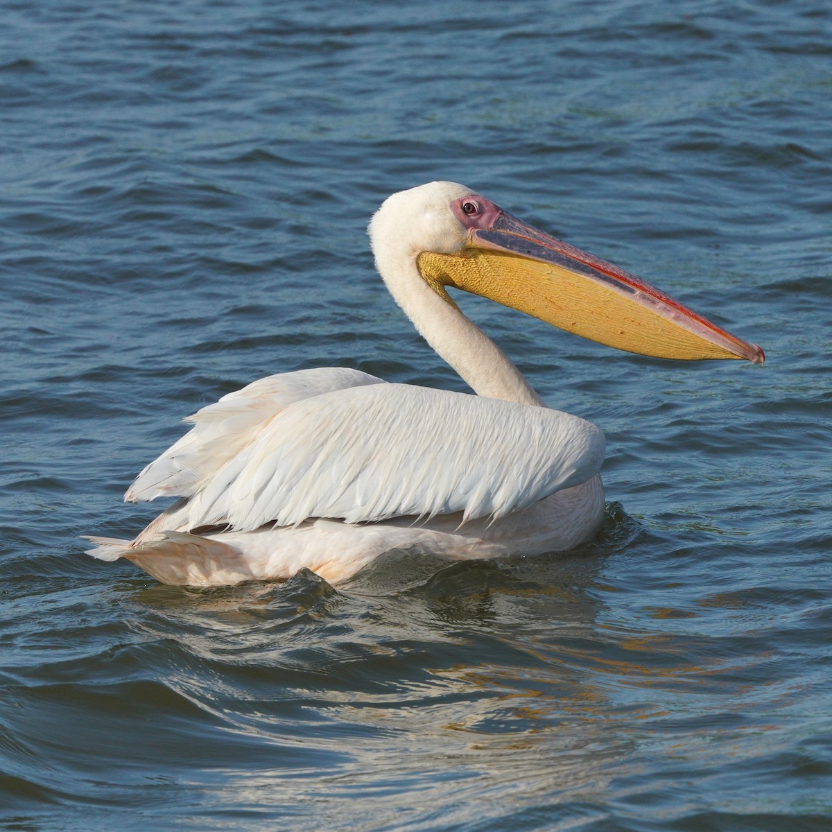 Great White Pelican - Jörg Albert