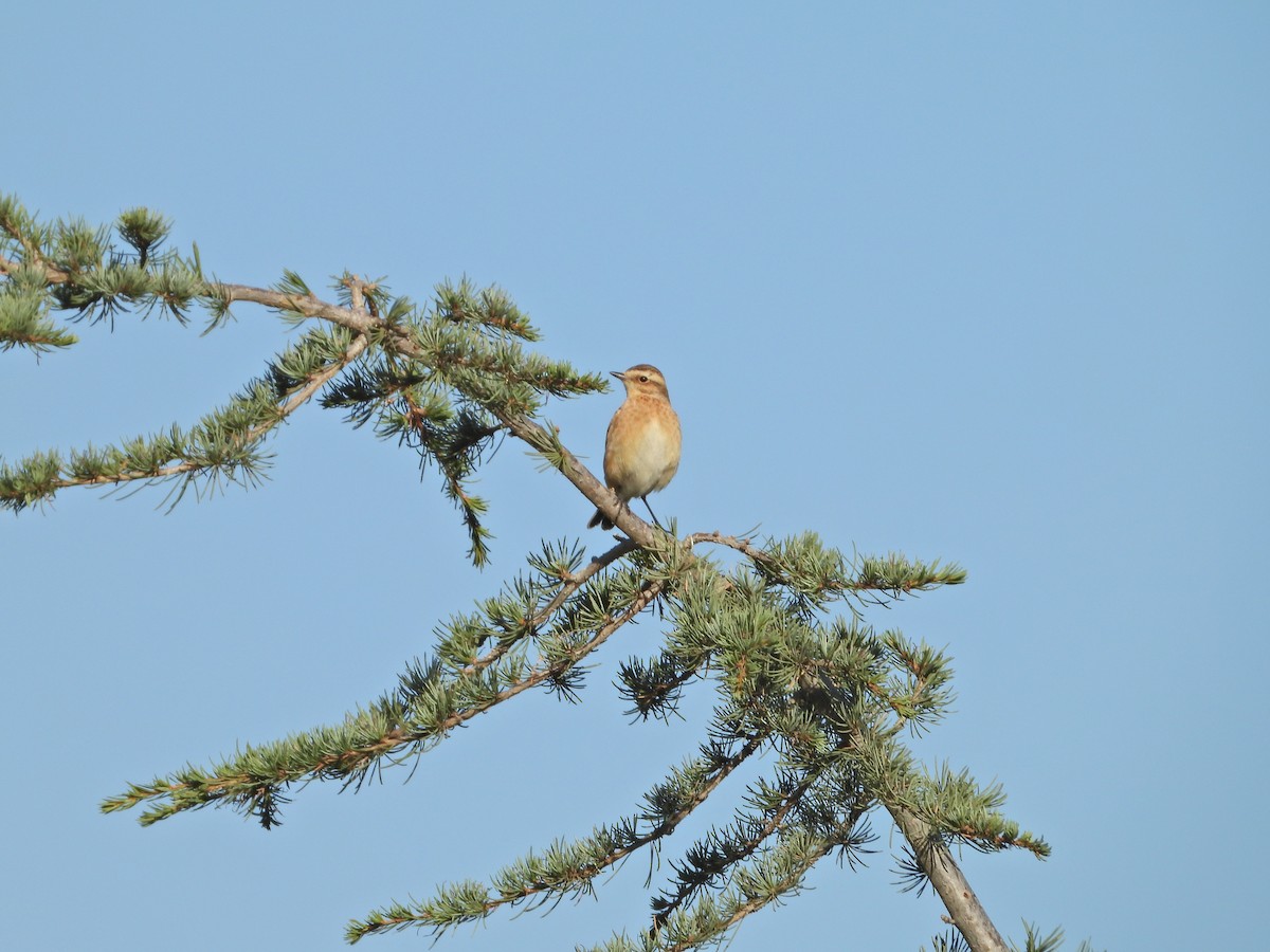 Whinchat - ML608716354