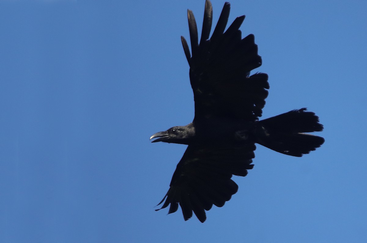 Large-billed Crow (Large-billed) - ML608716373