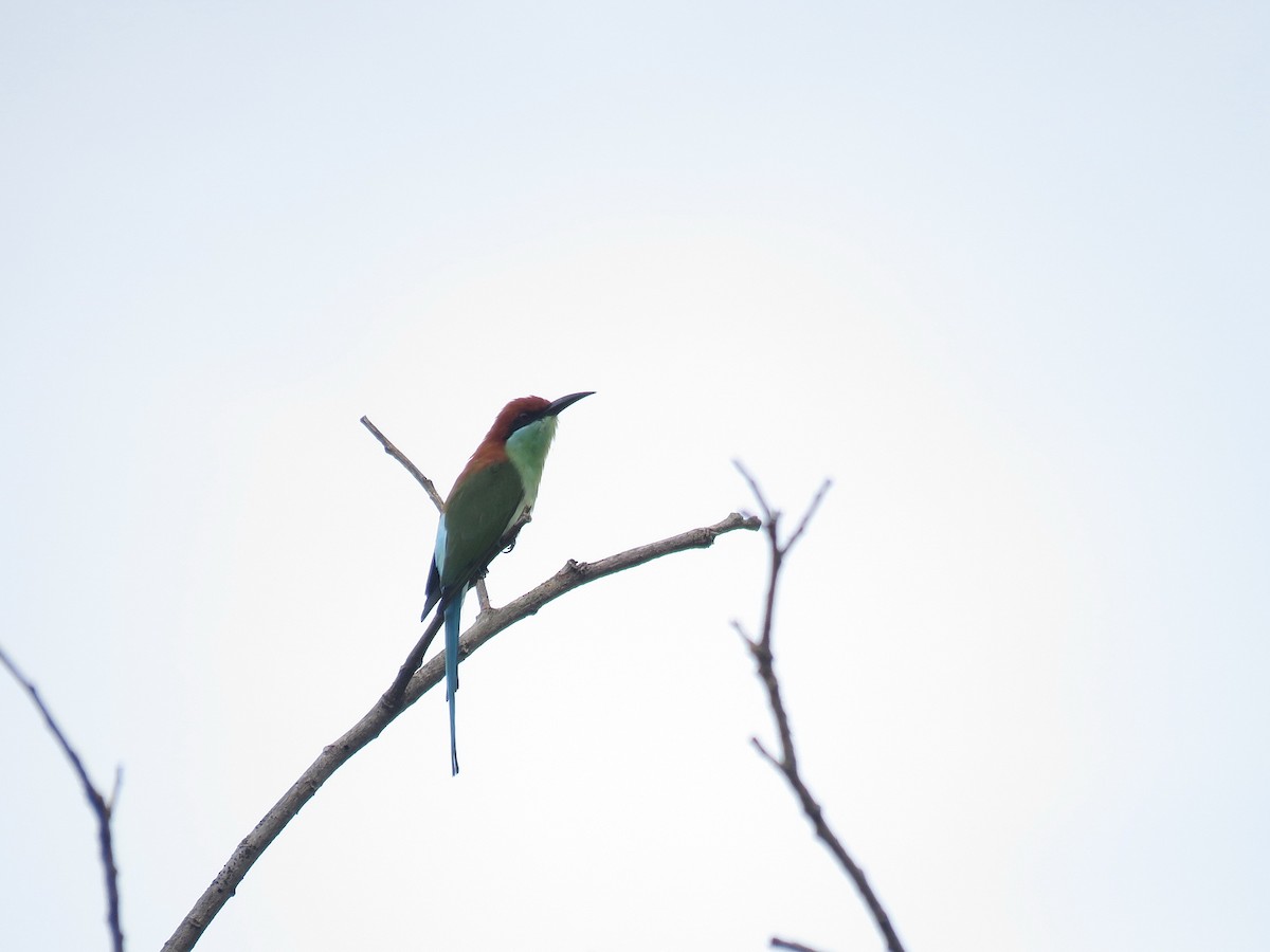 Rufous-crowned Bee-eater - ML608716510